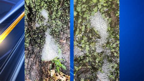 Sudsy bubbles coming from your tree? Here's what it means